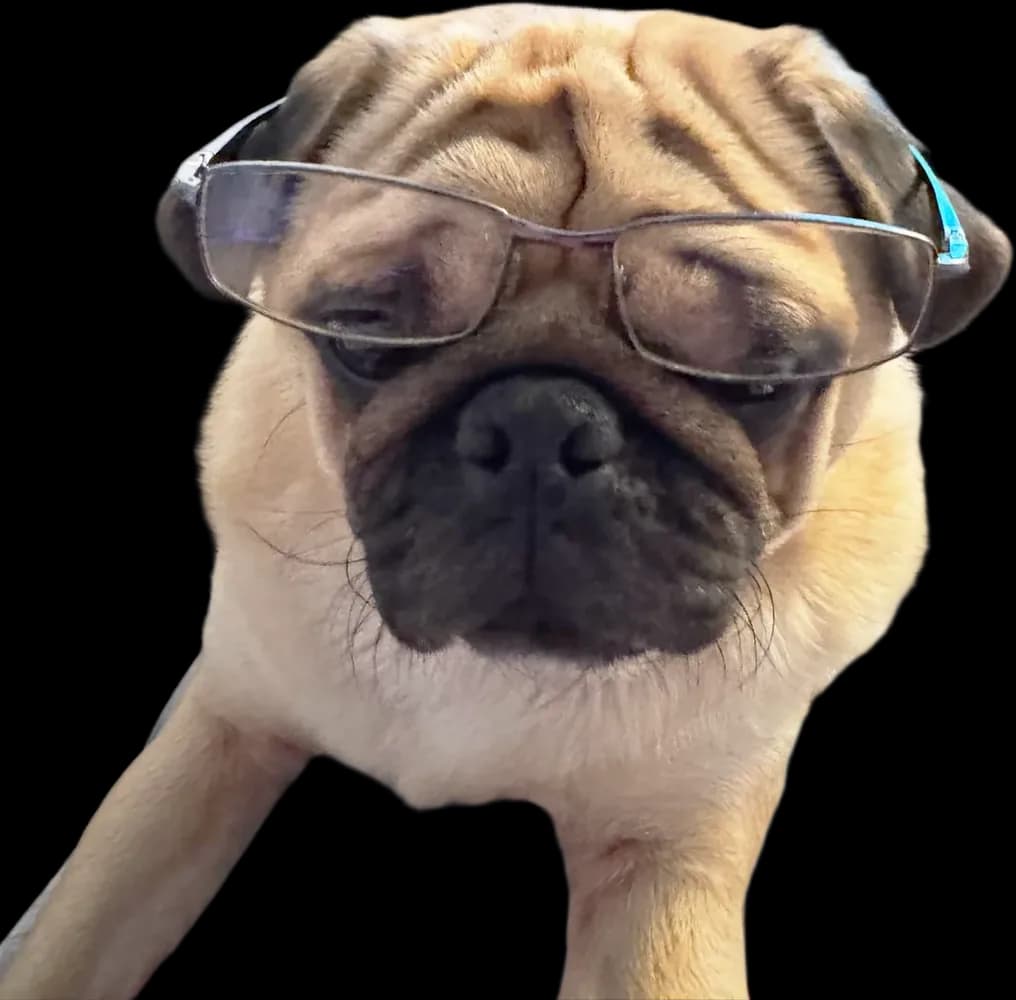 Duke the pug in reading glasses.