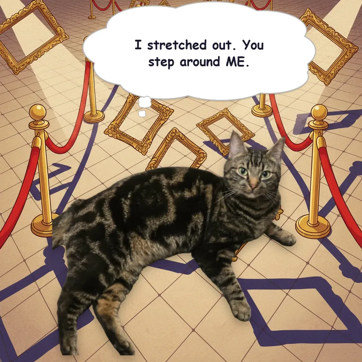 A tabby cat lying across a gallery floor between velvet ropes, thinking: I stretched out. You step around me.